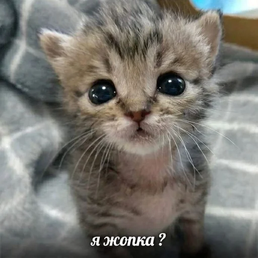 Стикер из набора котики от ангелины😶🌫 :: @fStikBot для Телеграм: Статические 😡