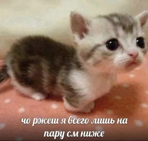Стикер из набора котики от ангелины😶🌫 :: @fStikBot для Телеграм: Статические 😕