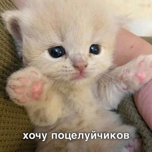 Стикер из набора котики от ангелины😶🌫 :: @fStikBot для Телеграм: Статические 💋
