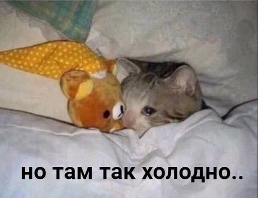 Стикер из набора котики от ангелины😶🌫 :: @fStikBot для Телеграм: Статические 😰