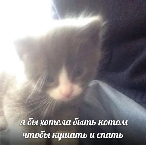 Стикер из набора котики от ангелины😶🌫 :: @fStikBot для Телеграм: Статические 😜