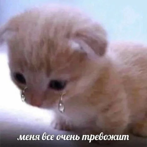 Стикер из набора котики от ангелины😶🌫 :: @fStikBot для Телеграм: Статические 😰