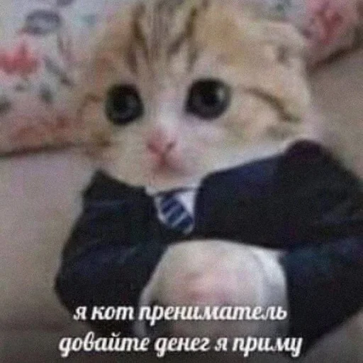 Стикер из набора котики от ангелины😶🌫 :: @fStikBot для Телеграм: Статические 🤑