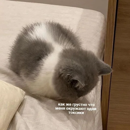 Стикер из набора котики от ангелины😶🌫 :: @fStikBot для Телеграм: Статические 😔