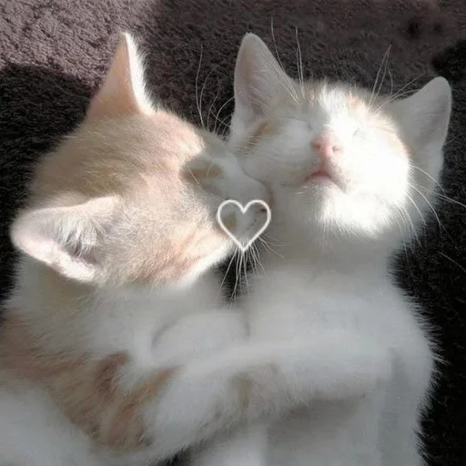 Стикер из набора котики от ангелины😶🌫 :: @fStikBot для Телеграм: Статические ❤️