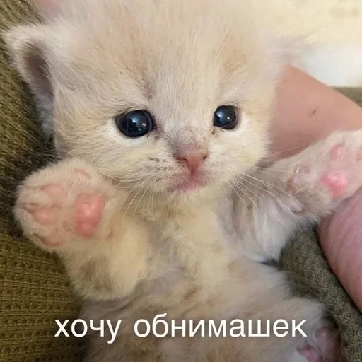 Стикер из набора котики от ангелины😶🌫 :: @fStikBot для Телеграм: Статические 🤗