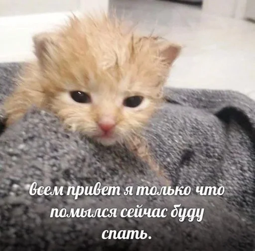 Стикер из набора котики от ангелины😶🌫 :: @fStikBot для Телеграм: Статические ☺️