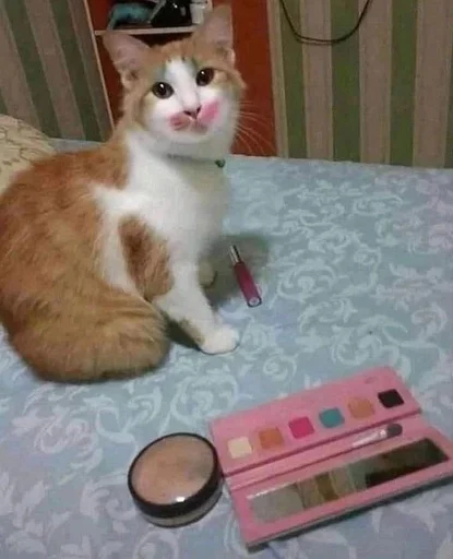 Стикер из набора котики от ангелины😶🌫 :: @fStikBot для Телеграм: Статические 😍