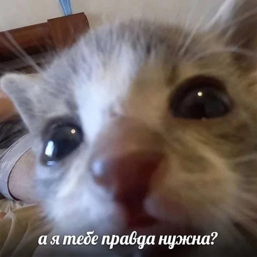 Стикер из набора котики от ангелины😶🌫 :: @fStikBot для Телеграм: Статические 🥺