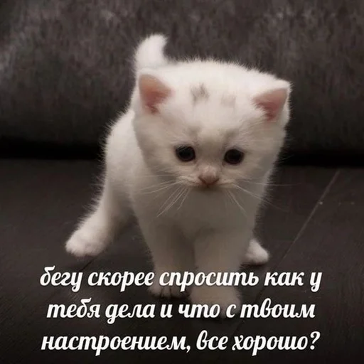 Стикер из набора котики от ангелины😶🌫 :: @fStikBot для Телеграм: Статические 🥰