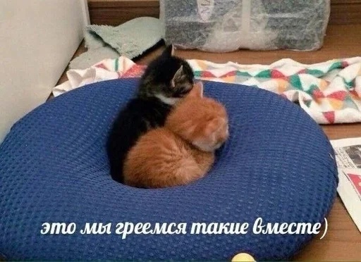 Стикер из набора котики от ангелины😶🌫 :: @fStikBot для Телеграм: Статические ❤️