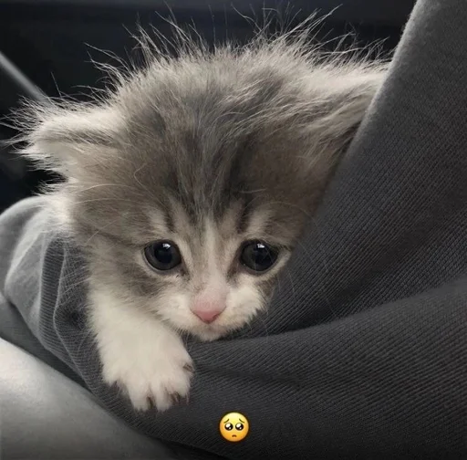 Стикер из набора котики от ангелины😶🌫 :: @fStikBot для Телеграм: Статические 🥺
