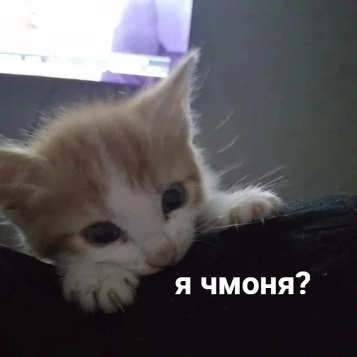 Стикер из набора котики от ангелины😶🌫 :: @fStikBot для Телеграм: Статические 😰