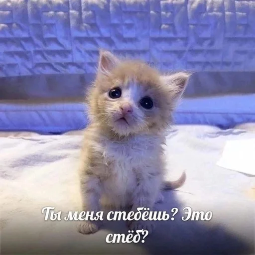Стикер из набора котики от ангелины😶🌫 :: @fStikBot для Телеграм: Статические 😐