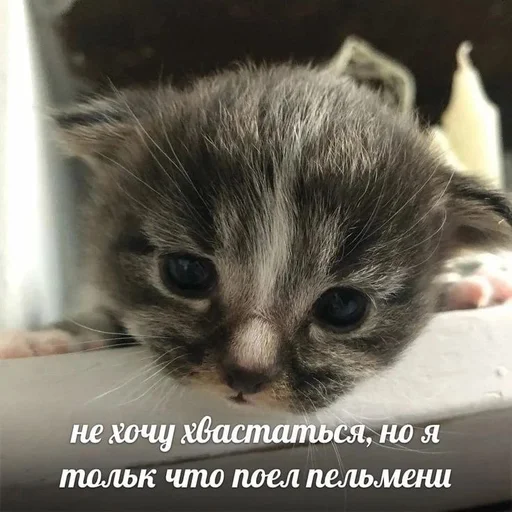 Стикер из набора котики от ангелины😶🌫 :: @fStikBot для Телеграм: Статические 😋