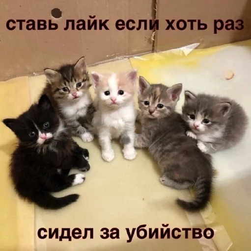 Стикер из набора котики от ангелины😶🌫 :: @fStikBot для Телеграм: Статические 😃