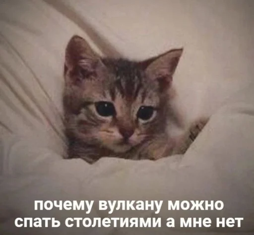 Стикер из набора котики от ангелины😶🌫 :: @fStikBot для Телеграм: Статические 😞