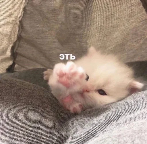 Стикер из набора котики от ангелины😶🌫 :: @fStikBot для Телеграм: Статические 😝