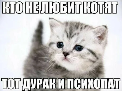 Стикер из набора котики от ангелины😶🌫 :: @fStikBot для Телеграм: Статические 😋