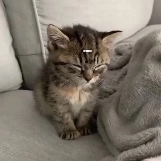 Стикер из набора котики от ангелины😶🌫 :: @fStikBot для Телеграм: Статические 😴