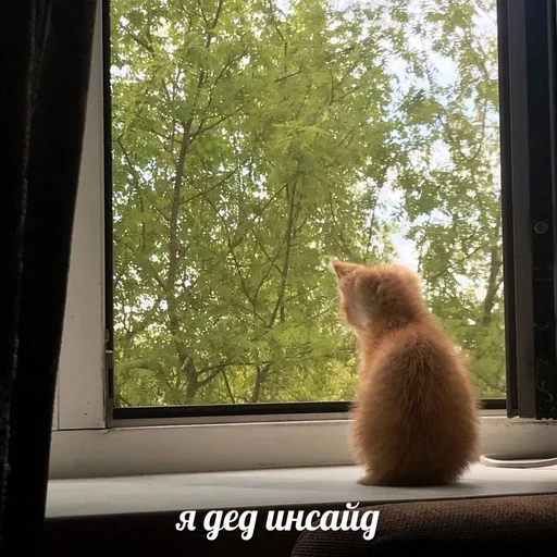 Стикер из набора котики от ангелины😶🌫 :: @fStikBot для Телеграм: Статические 🫢