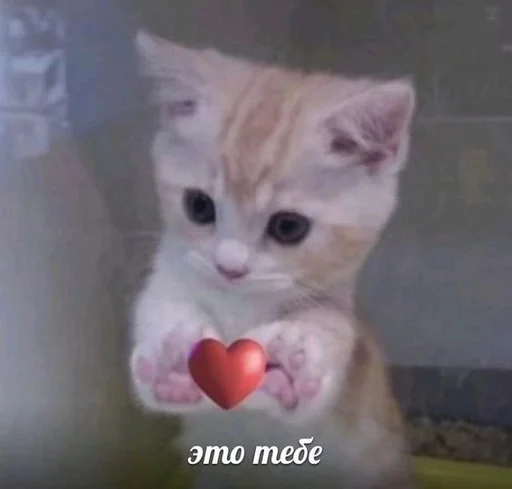Стикер из набора котики от ангелины😶🌫 :: @fStikBot для Телеграм: Статические ❤️