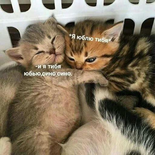 Стикер из набора котики от ангелины😶🌫 :: @fStikBot для Телеграм: Статические ❤️