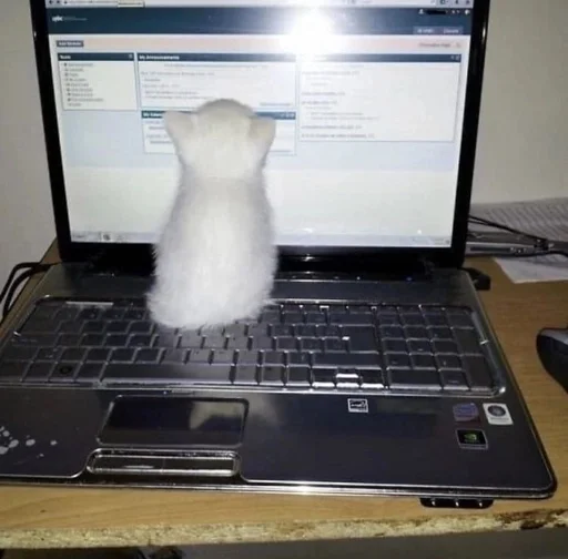 Стикер из набора котики от ангелины😶🌫 :: @fStikBot для Телеграм: Статические 😶