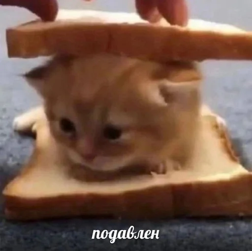 Стикер из набора котики от ангелины😶🌫 :: @fStikBot для Телеграм: Статические 🥲