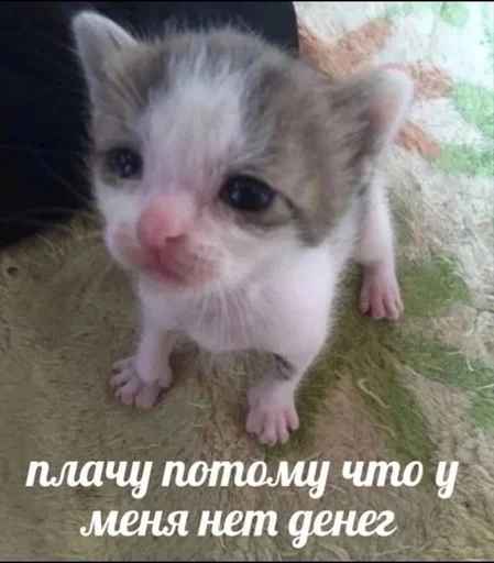 Стикер из набора котики от ангелины😶🌫 :: @fStikBot для Телеграм: Статические 😭