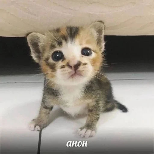 Стикер из набора котики от ангелины😶🌫 :: @fStikBot для Телеграм: Статические 😋