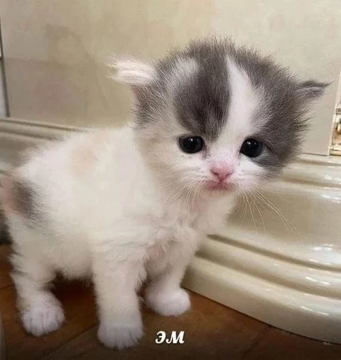 Стикер из набора котики от ангелины😶🌫 :: @fStikBot для Телеграм: Статические 🥴