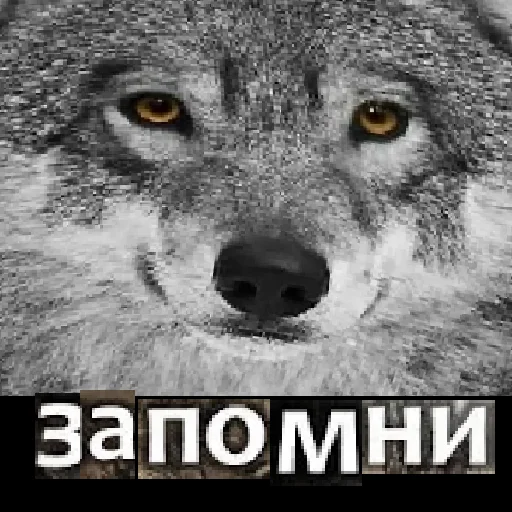 Стикер из набора Волк за брата @sticker_na_vorotnik для Телеграм: Статические 😤