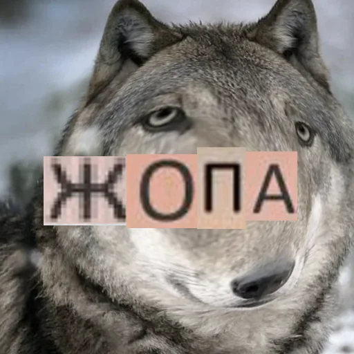 Стикер из набора Волк за брата @sticker_na_vorotnik для Телеграм: Статические 🍑