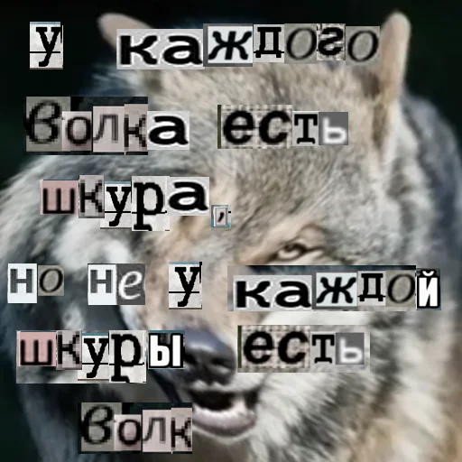 Стикер из набора Волк за брата @sticker_na_vorotnik для Телеграм: Статические 🧕
