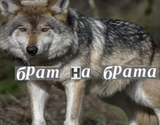 Стикер из набора Волк за брата @sticker_na_vorotnik для Телеграм: Статические 🙁