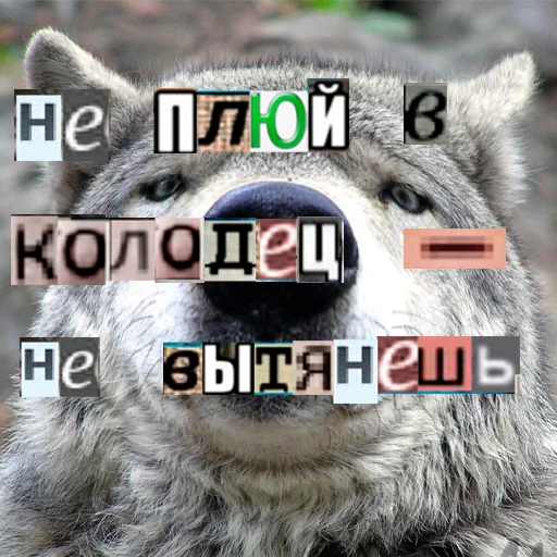Стикер из набора Волк за брата @sticker_na_vorotnik для Телеграм: Статические 🪣