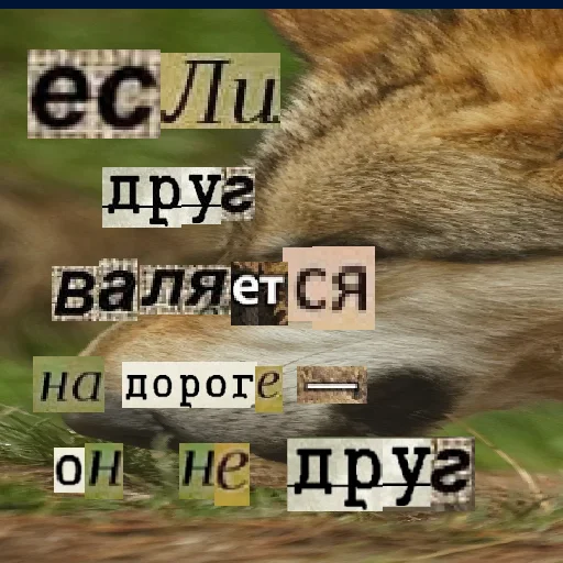 Стикер из набора Волк за брата @sticker_na_vorotnik для Телеграм: Статические 🤔