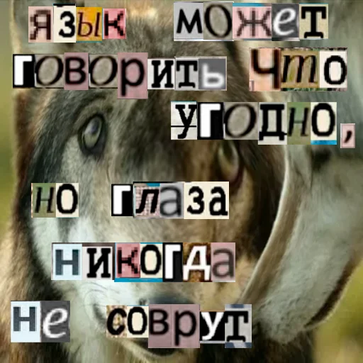 Стикер из набора Волк за брата @sticker_na_vorotnik для Телеграм: Статические 👀