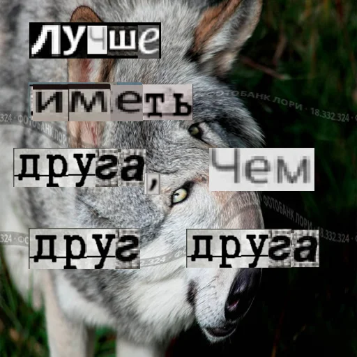 Стикер из набора Волк за брата @sticker_na_vorotnik для Телеграм: Статические 👥