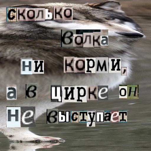 Стикер из набора Волк за брата @sticker_na_vorotnik для Телеграм: Статические 😠