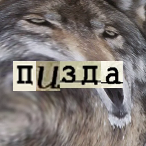 Стикер из набора Волк за брата @sticker_na_vorotnik для Телеграм: Статические 💅