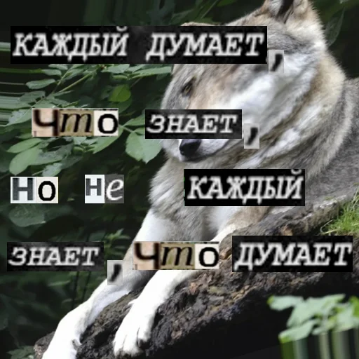 Стикер из набора Волк за брата @sticker_na_vorotnik для Телеграм: Статические 🧠