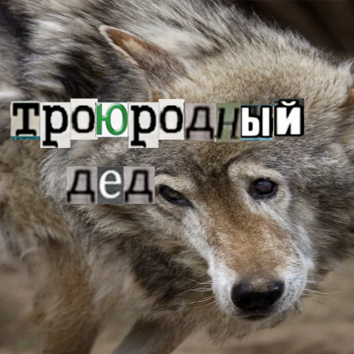 Стикер из набора Волк за брата @sticker_na_vorotnik для Телеграм: Статические 👨🦳