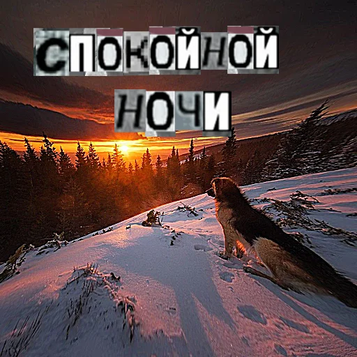 Стикер из набора Волк за брата @sticker_na_vorotnik для Телеграм: Статические 😴