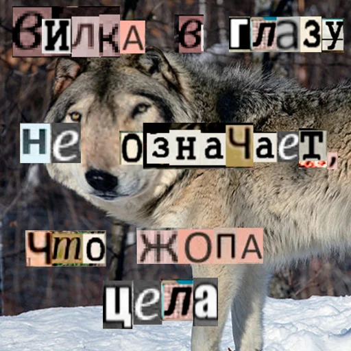 Стикер из набора Волк за брата @sticker_na_vorotnik для Телеграм: Статические 👁