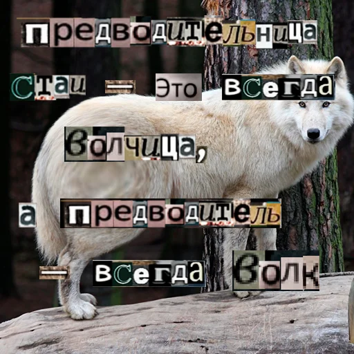 Стикер из набора Волк за брата @sticker_na_vorotnik для Телеграм: Статические 😎