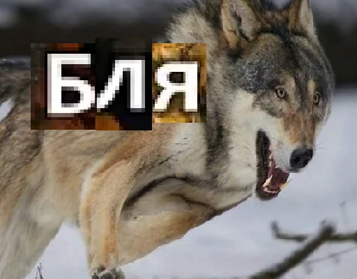 Стикер из набора Волк за брата @sticker_na_vorotnik для Телеграм: Статические 😠