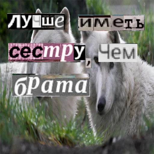 Стикер из набора Волк за брата @sticker_na_vorotnik для Телеграм: Статические 🧏♀️