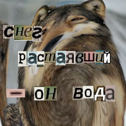 Стикер из набора Волк за брата @sticker_na_vorotnik для Телеграм: Статические ❄️